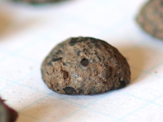 宮原遺跡から出土した2300年前の大豆