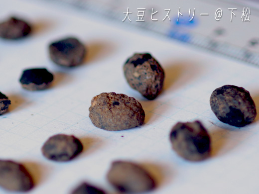 2300年前の宮原遺跡出土の大豆